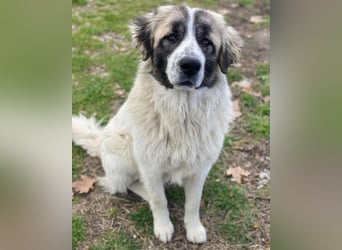 Chef, geb. ca. 07/2025, lebt in GRIECHENLAND, im städt. Tierheim Serres