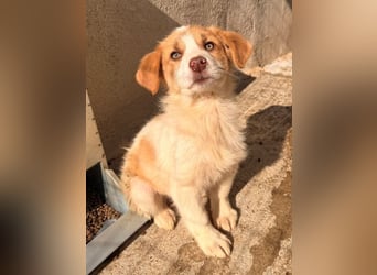 Josefine, geb. ca. 12/2025, lebt in GRIECHENLAND, im städt. Tierheim Serres