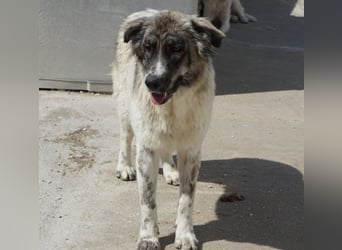 Ludmilla, geb. ca. 05/2025, lebt in GRIECHENLAND, im städt. Tierheim Serres