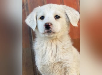 Saki, geb. ca. 03/2026 , lebt in GRIECHENLAND, auf einer privaten Pflegestelle