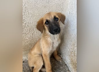 Cindy, geb. ca. 03/2026, lebt in GRIECHENLAND, im städt. Tierheim Serres