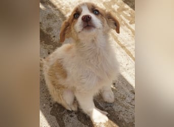 Josefine, geb. ca. 12/2025, lebt in GRIECHENLAND, im städt. Tierheim Serres