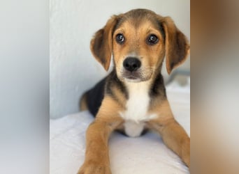 Holly, geb. ca. 03/2026, lebt in GRIECHENLAND, im städt. Tierheim Serres