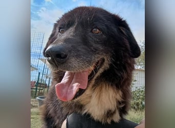 Betty-Boo, geb. ca. 01/2014, lebt in GRIECHENLAND, auf einer privaten Pflegestelle