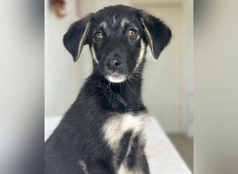 Elina, geb. ca. 03/2026, lebt in GRIECHENLAND, im städt. Tierheim Serres