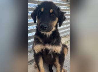 Philea-Noemi, geb. ca. 08/2025, lebt in GRIECHENLAND, im städt. Tierheim Serres