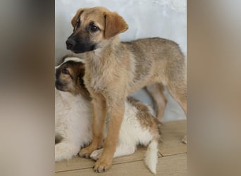 Anja, geb. ca. 12/2025, lebt in GRIECHENLAND, auf einer privaten Pflegestelle