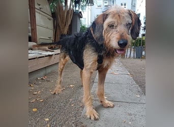 Yasko, geb. ca. 11/2022, lebt auf einer Pflegestelle in 44649 Herne