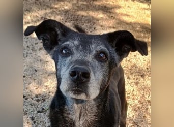 Lilika, geb. ca. 06/2015, lebt in GRIECHENLAND, auf einer privaten Pflegestelle