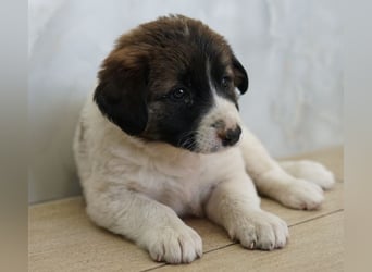 Calma, geb. ca. 01/2026, lebt in GRIECHENLAND, auf einer privaten Pflegestelle