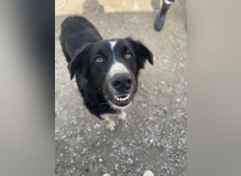 Meredith, geb. ca. 01/2022, lebt in GRIECHENLAND, auf einem Gelände, auf dem die Hunde notdürftig ve