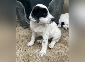 Sarah, geb. ca. 02/2026, lebt in GRIECHENLAND, im städt. Tierheim Serres