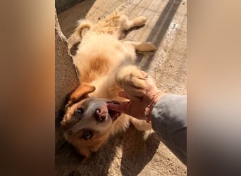 Josefine, geb. ca. 12/2025, lebt in GRIECHENLAND, im städt. Tierheim Serres