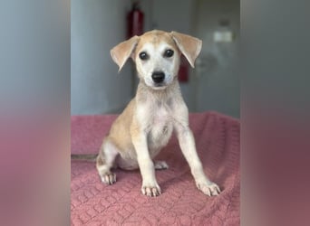 Rosie, geb. ca. 05/2026, lebt in GRIECHENLAND, im städt. Tierheim Serres