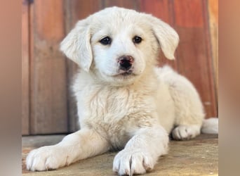 Saki, geb. ca. 03/2026 , lebt in GRIECHENLAND, auf einer privaten Pflegestelle