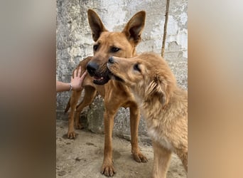 Zella, geb. ca. 03/2023, lebt auf einer Pflegestelle in 47638 Straelen