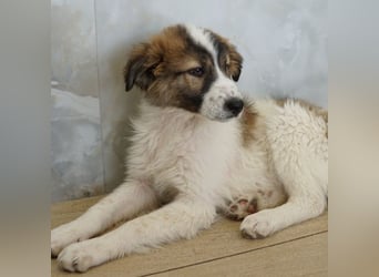 Vera, geb. ca. 12/2025, lebt in GRIECHENLAND, auf einer privaten Pflegestelle