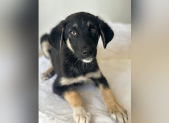 Elina, geb. ca. 03/2026, lebt in GRIECHENLAND, im städt. Tierheim Serres