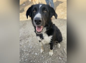 Meredith, geb. ca. 01/2022, lebt in GRIECHENLAND, auf einem Gelände, auf dem die Hunde notdürftig ve