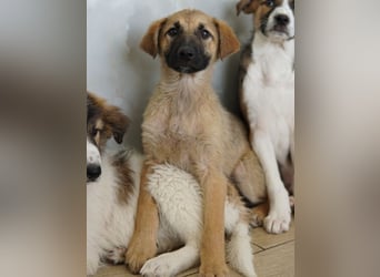 Anja, geb. ca. 12/2025, lebt in GRIECHENLAND, auf einer privaten Pflegestelle