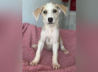 Ivy, geb. ca. 05/2026, lebt in GRIECHENLAND, im städt. Tierheim Serres