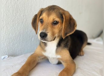 Holly, geb. ca. 03/2026, lebt in GRIECHENLAND, im städt. Tierheim Serres