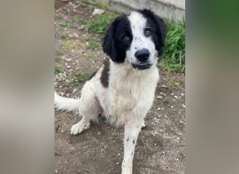 Räuber, geb. ca. 04/2025, lebt in GRIECHENLAND, auf einer privaten Pflegestelle