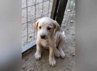 Mirana, geb. ca. 03/2026, lebt in GRIECHENLAND, auf einer privaten Pflegestelle