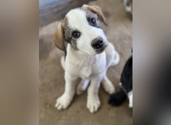 Zengo, geb. ca. 02/2025, lebt in GRIECHENLAND, auf einer privaten Pflegestelle