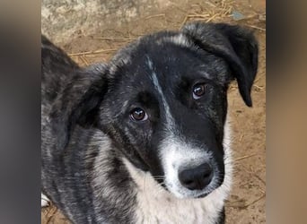 Tsuki, geb. ca. 04/2025, lebt in GRIECHENLAND, auf einer privaten Pflegestelle