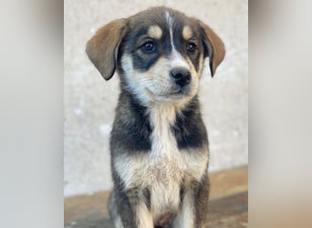 Sissy, geb. ca. 03/2026 , lebt in GRIECHENLAND, auf einer privaten Pflegestelle