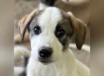 Zengo, geb. ca. 02/2025, lebt in GRIECHENLAND, auf einer privaten Pflegestelle