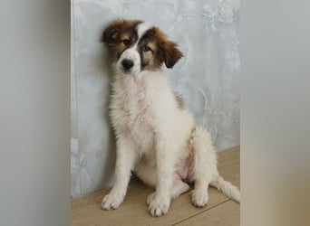 Vera, geb. ca. 12/2025, lebt in GRIECHENLAND, auf einer privaten Pflegestelle