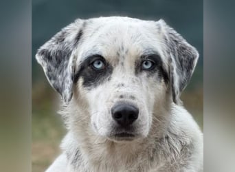 Snow, geb. ca. 06/2023, lebt auf einer Pflegestelle in 47652 Weeze