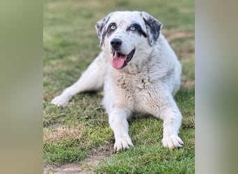 Snow, geb. ca. 06/2023, lebt auf einer Pflegestelle in 47652 Weeze