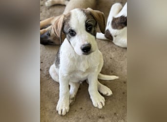 Zengo, geb. ca. 02/2025, lebt in GRIECHENLAND, auf einer privaten Pflegestelle