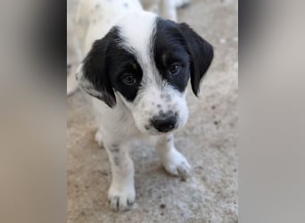 Sarah, geb. ca. 02/2026, lebt in GRIECHENLAND, im städt. Tierheim Serres