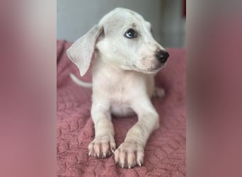 Lily, geb. ca. 05/2026, lebt in GRIECHENLAND, im städt. Tierheim Serres