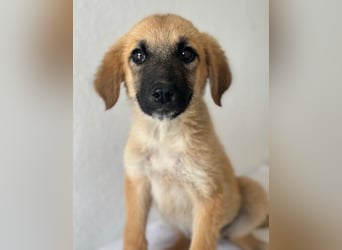 Cindy, geb. ca. 03/2026, lebt in GRIECHENLAND, im städt. Tierheim Serres