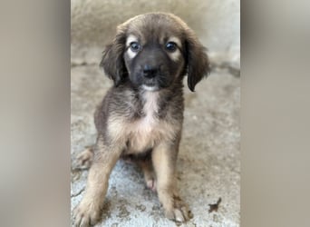 Harissa, geb. ca. 05/2026, lebt in GRIECHENLAND, im städt. Tierheim Serres