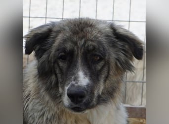 Ludmilla, geb. ca. 05/2025, lebt in GRIECHENLAND, im städt. Tierheim Serres