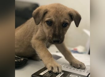 Nessarose, geb. ca. 08/2025, lebt in GRIECHENLAND, im städt. Tierheim Serres