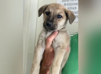 Nessarose, geb. ca. 08/2025, lebt in GRIECHENLAND, im städt. Tierheim Serres