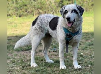 Snow, geb. ca. 06/2023, lebt auf einer Pflegestelle in 47652 Weeze