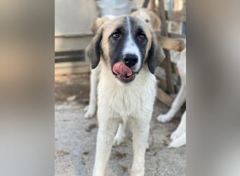 Dinka, geb. ca. 04/2025, lebt in GRIECHENLAND, im städt. Tierheim Serres