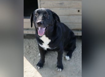 Ria, geb. ca. 10/2024, lebt in GRIECHENLAND, im städt. Tierheim Serres