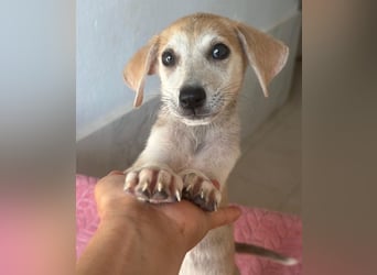 Rosie, geb. ca. 05/2026, lebt in GRIECHENLAND, im städt. Tierheim Serres