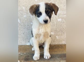 Yoko, geb. ca. 03/2026 , lebt in GRIECHENLAND, auf einer privaten Pflegestelle