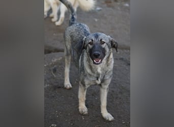 Nina Chuba, geb. ca. 02/2024, lebt in GRIECHENLAND, im städt. Tierheim Serres