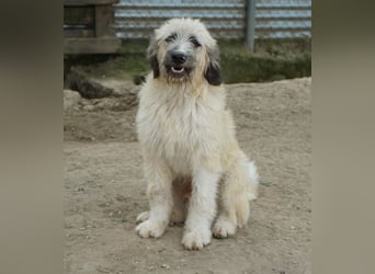 Taigo, geb. ca. 09/2025, lebt in GRIECHENLAND, im städt. Tierheim Serres